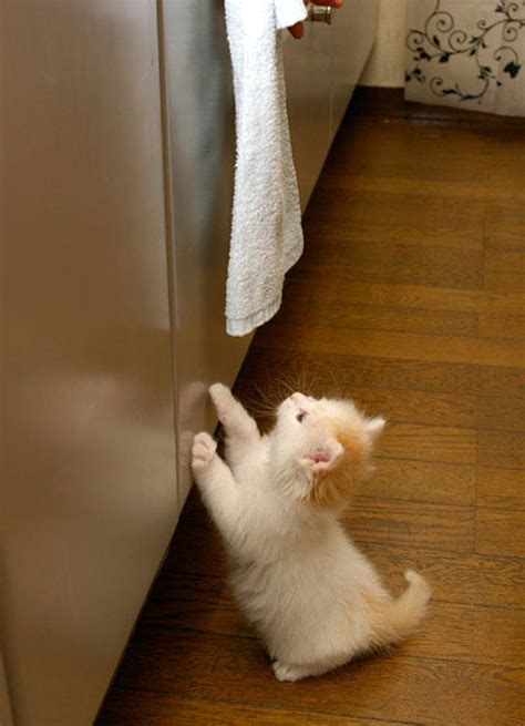 Kitty Grows Up Overnight .